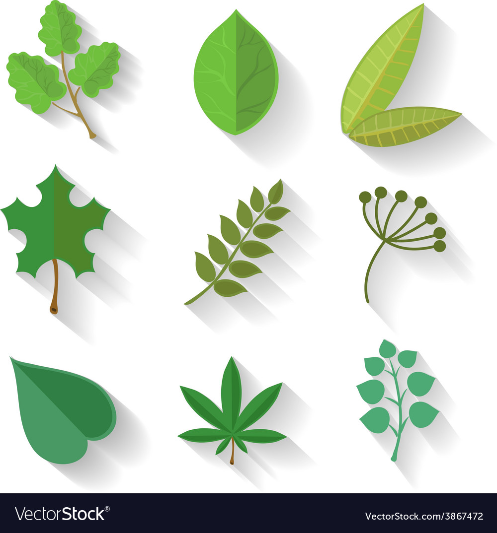 Set of leaves various trees isolated green leave Vector Image