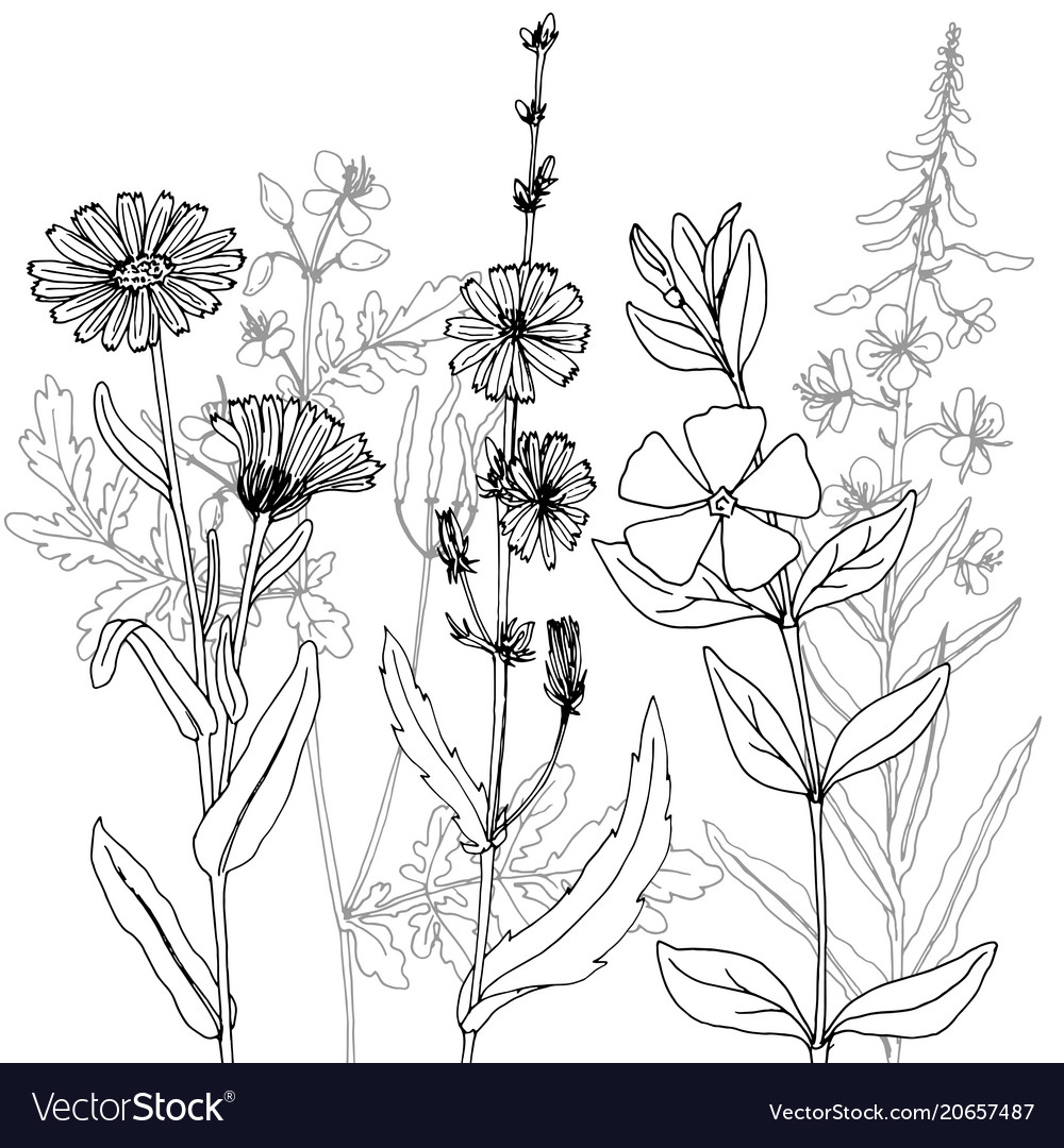 Drawing herbs Royalty Free Vector Image - VectorStock