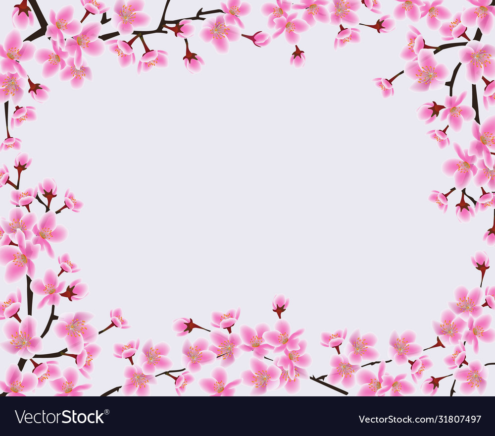 Frame blossoming sakura branches with blank