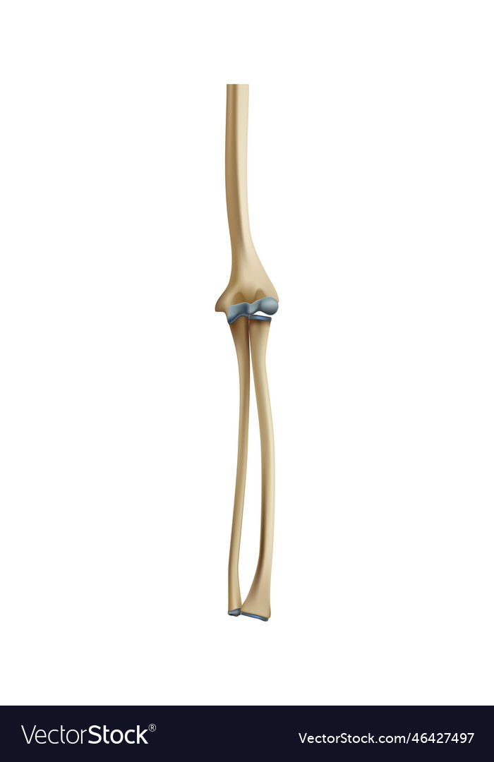 Realistic arm bones Royalty Free Vector Image VectorStock