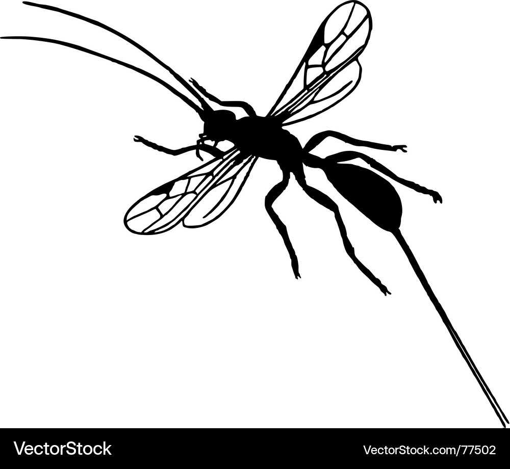 Braconid wasp Royalty Free Vector Image - VectorStock