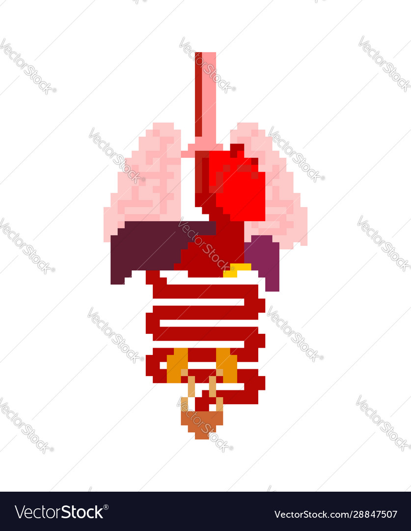 Internal organ pixel art set 8 bit anatomy