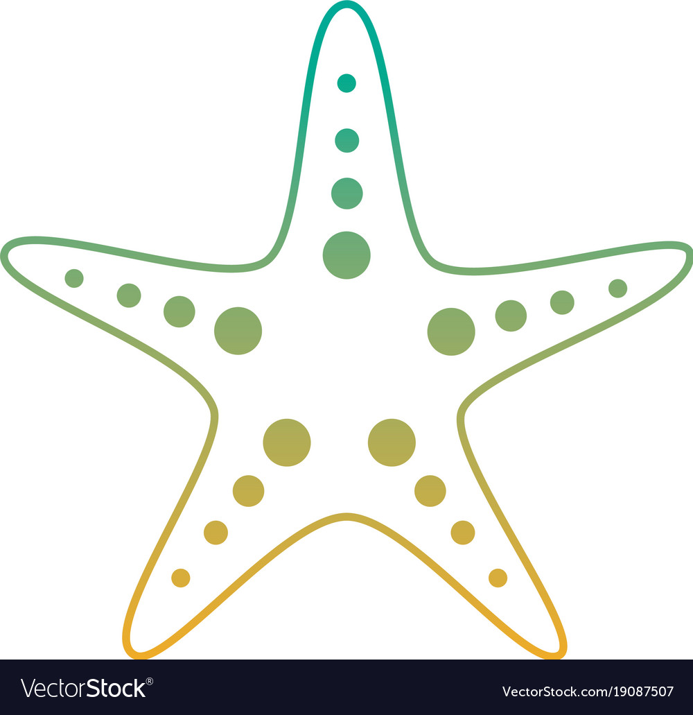 Starfish animal wildlife ocean tropical