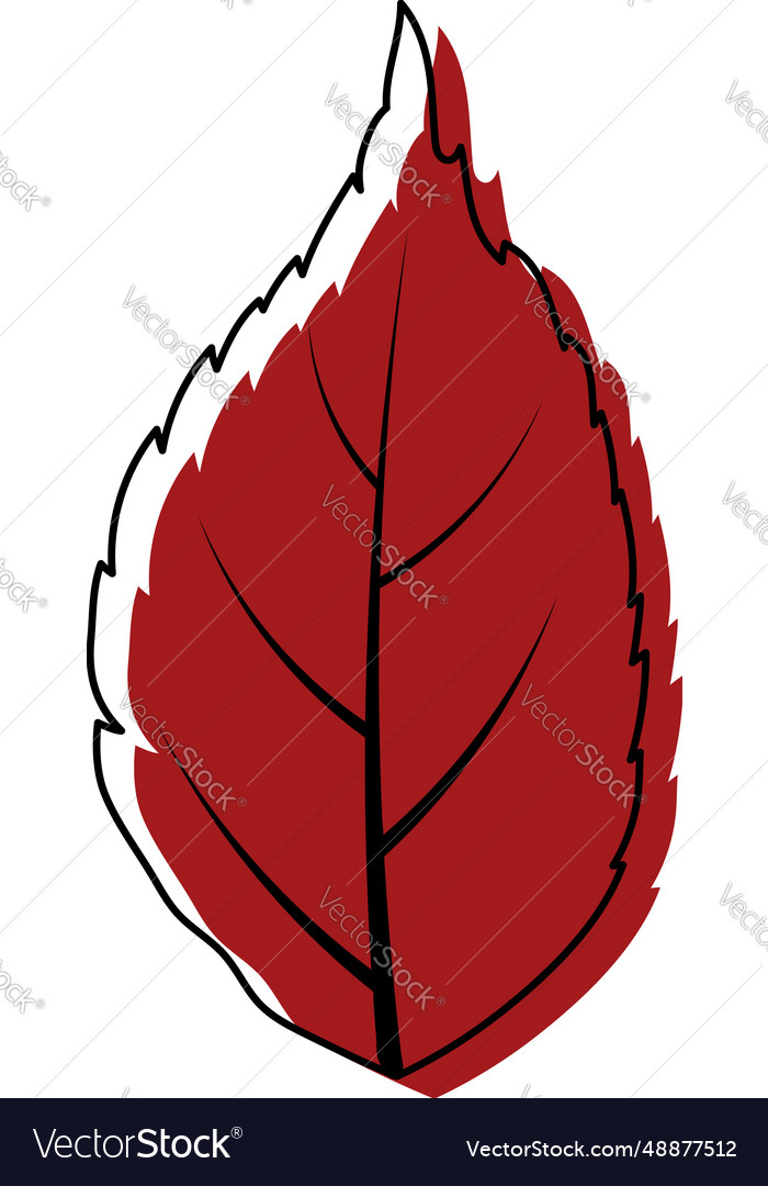 Ash Tree Leaf Royalty Free Vector Image Vectorstock 3230