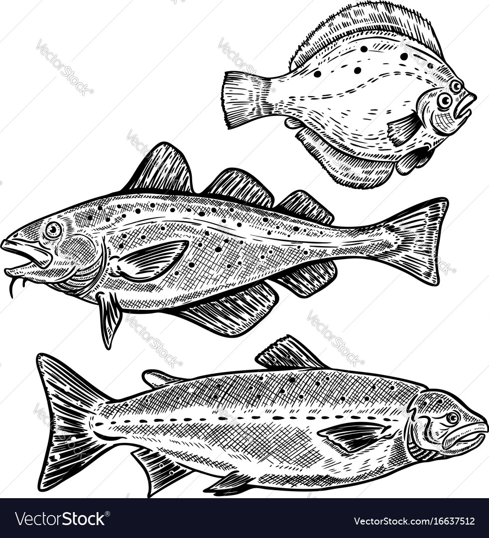 Cod salmon flounder fish isolated Royalty Free Vector Image