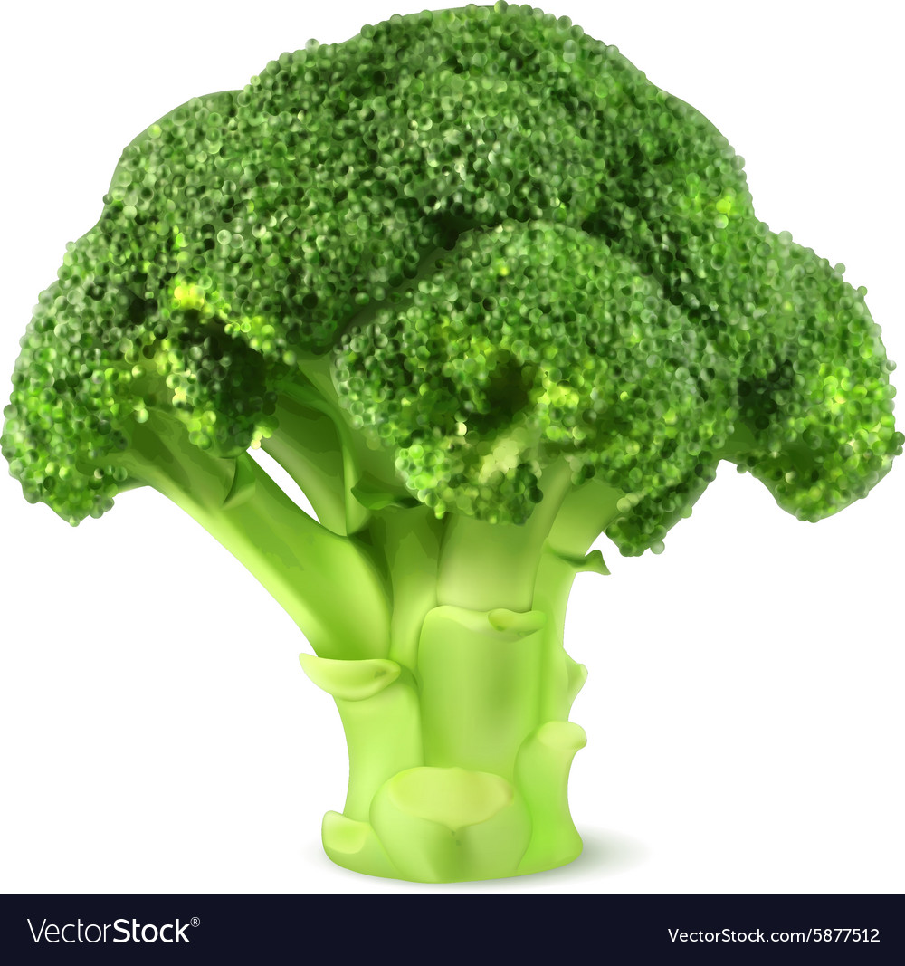 Download Fresh green broccoli Royalty Free Vector Image