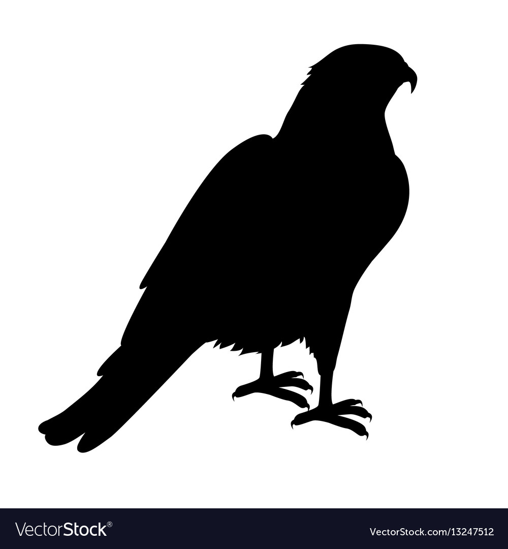 Hawk Silhouette