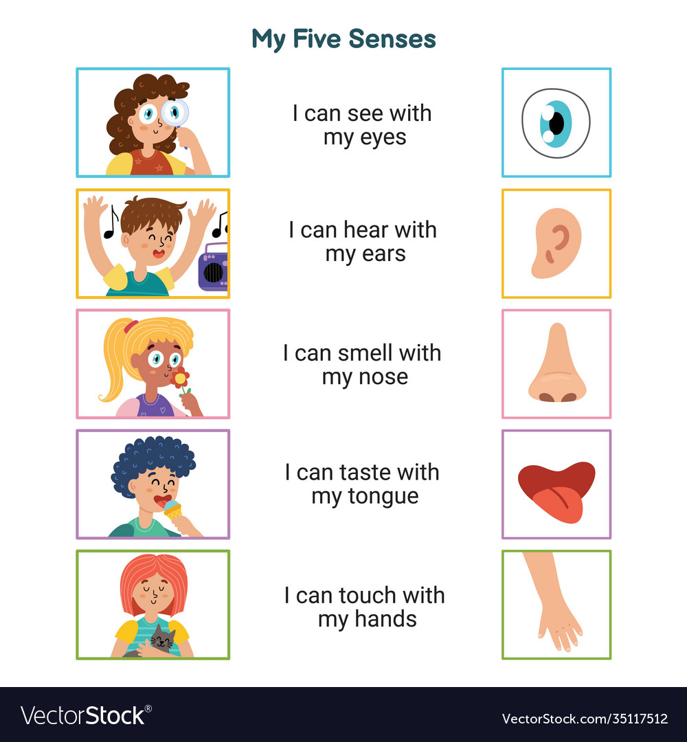 Sense Of Sight Worksheet