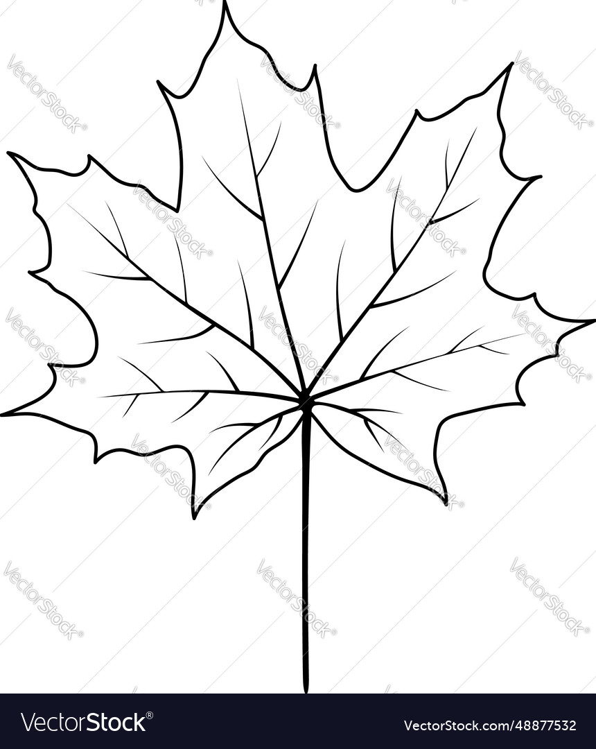 Autumn maple leaf Royalty Free Vector Image - VectorStock