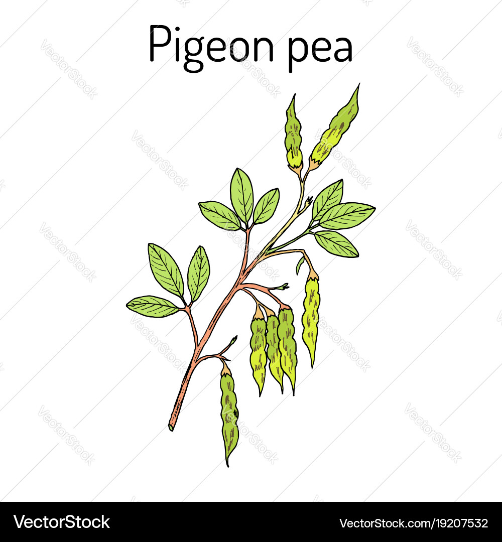 Pigeon pea cajanus cajan medicinal plant Vector Image