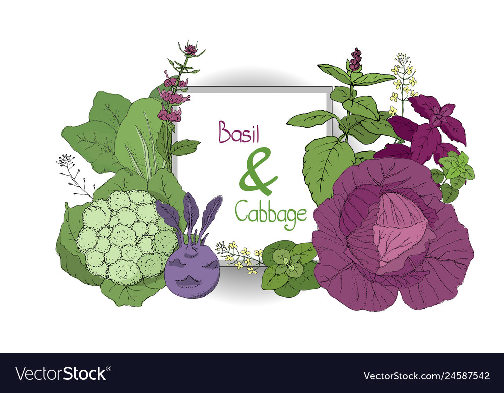 Set with basil and cabbage Vector Image Set with basil and cabbage