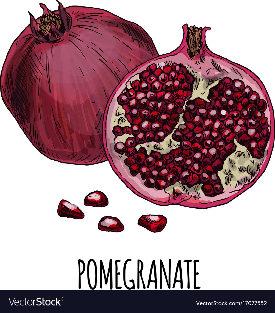 Graphic pomegranate Drawing by Nataliia Aleksina - Pixels