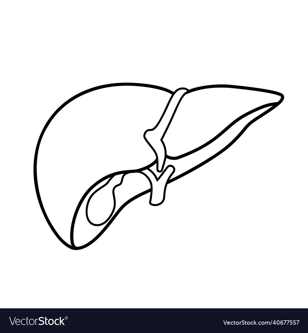 Liver sign black outline icon Royalty Free Vector Image