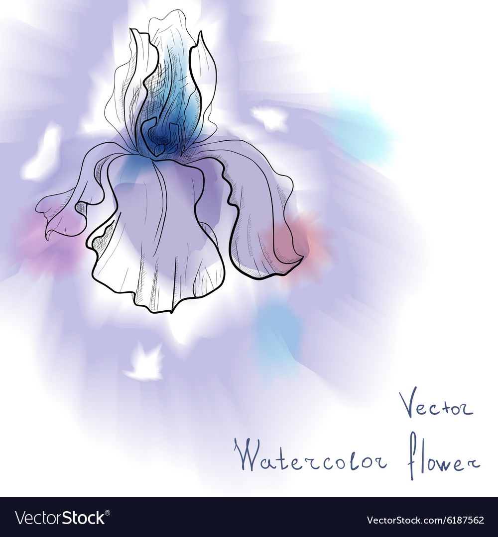 Digital watercolor flower iris