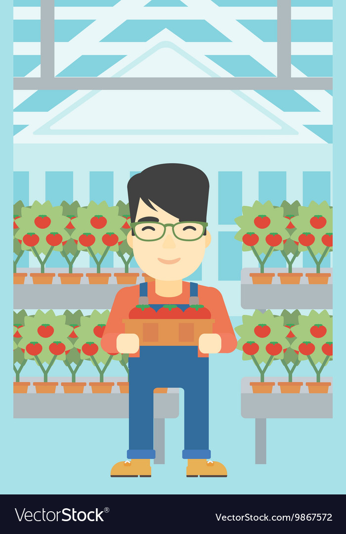 Farmer collecting tomato Royalty Free Vector Image