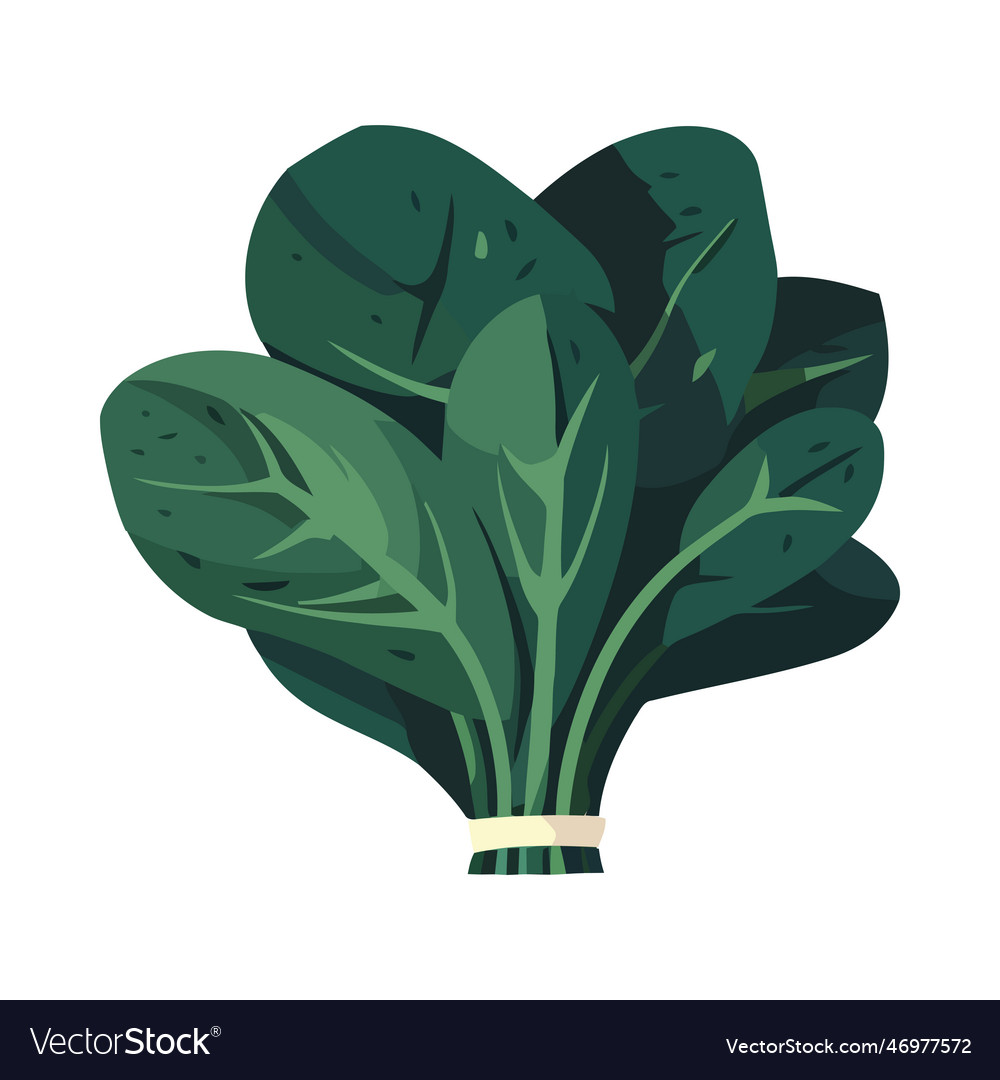 Green spinach symbolizes nature freshness