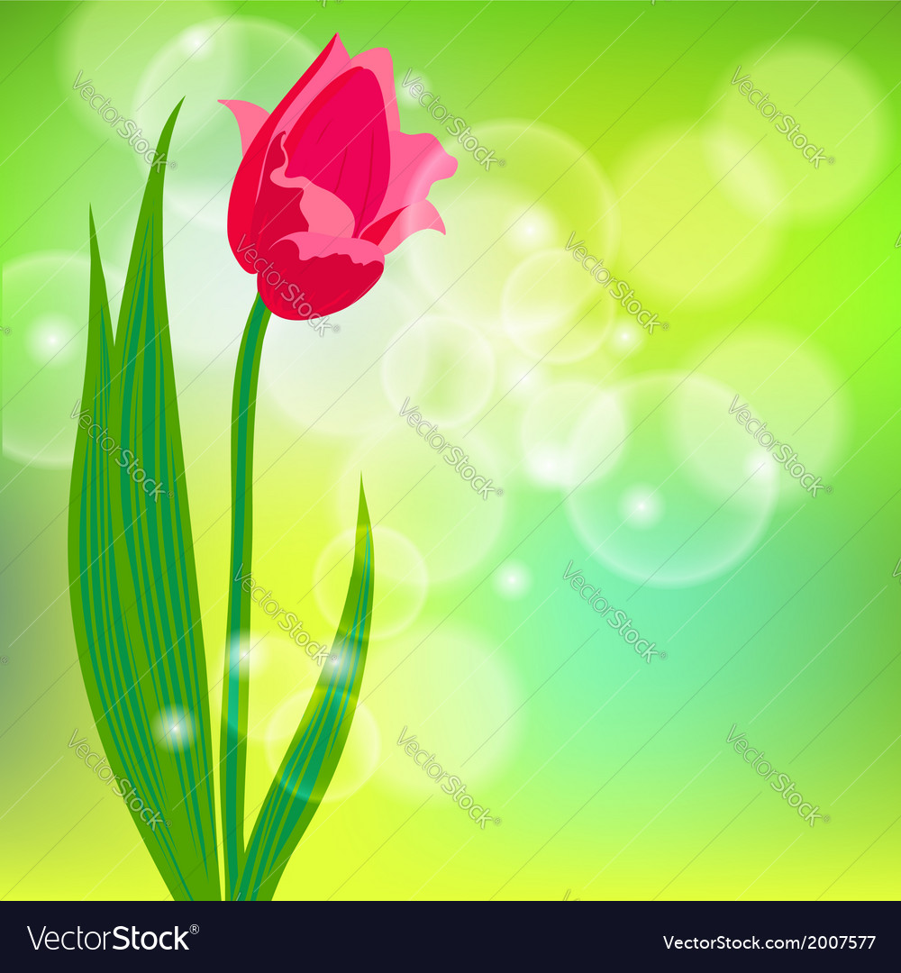 Card with red tulip on light green bokeh