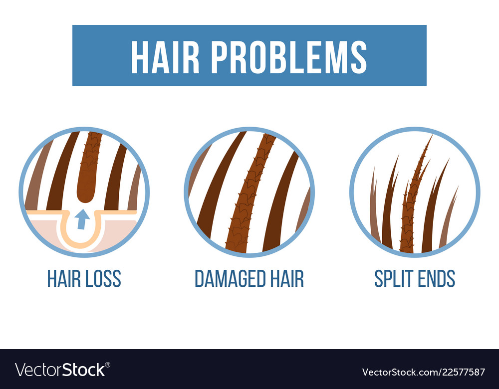 Hair care split ends Royalty Free Vector Image