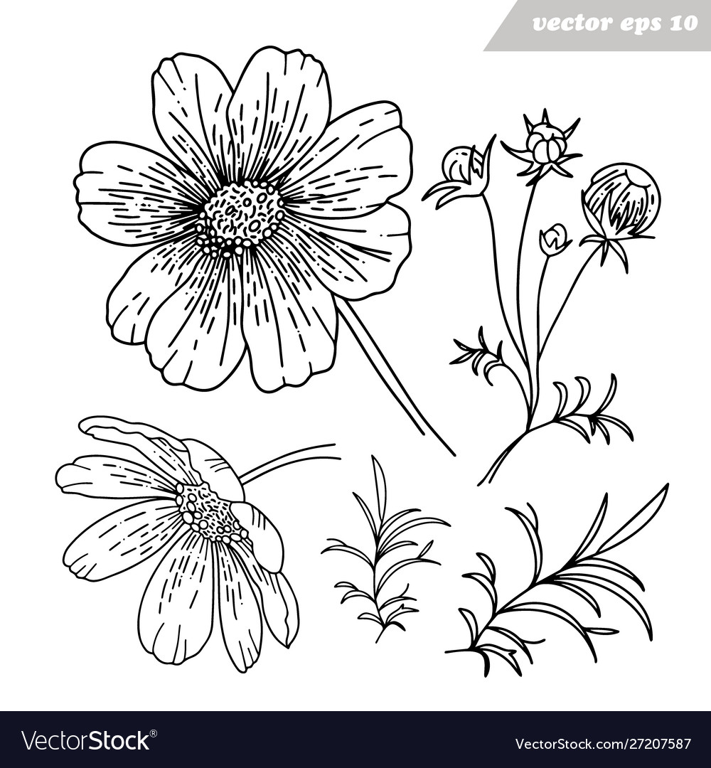 Simple hand drawn cosmos flowers set