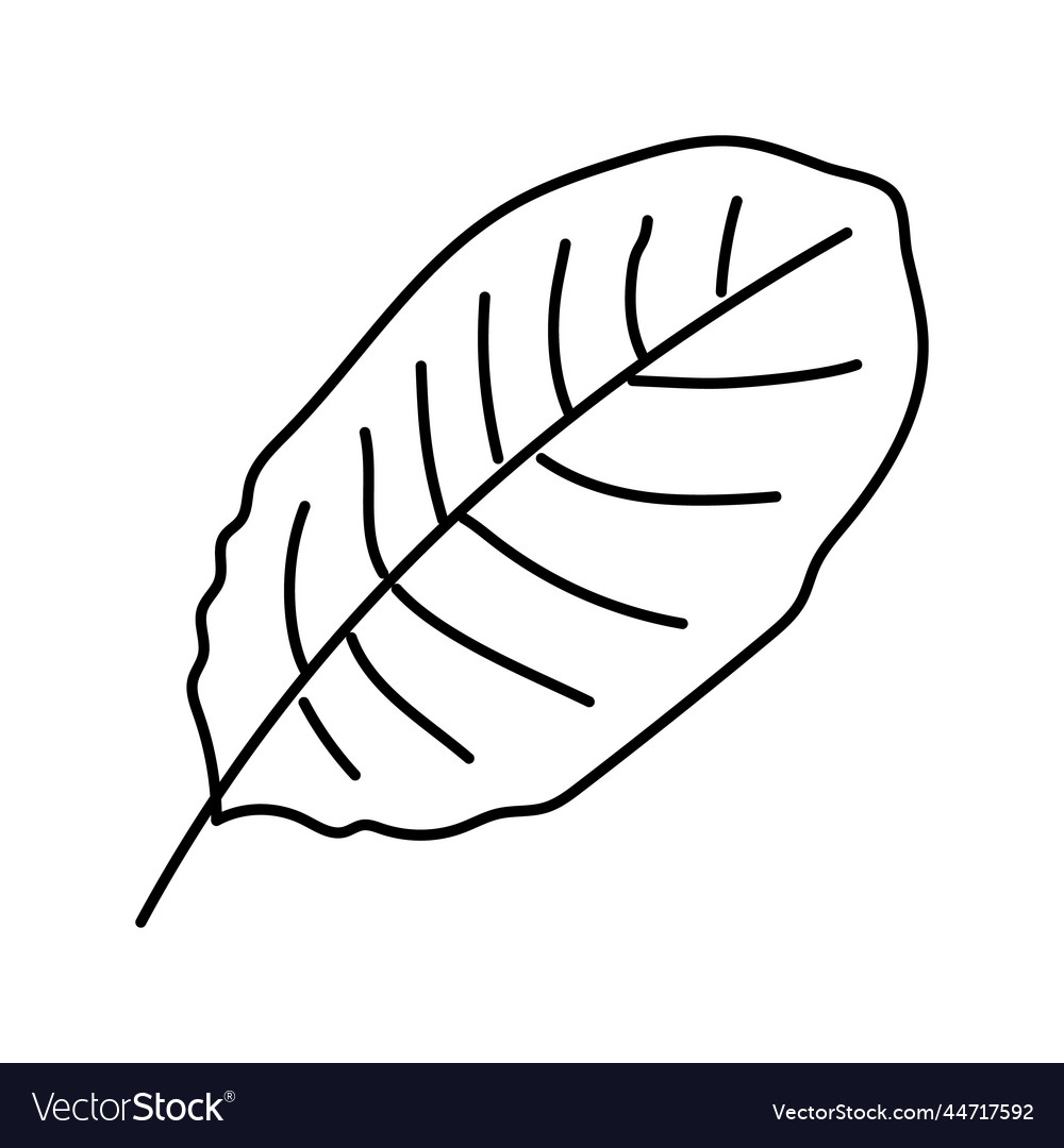 Calathea tropical leaf line icon Royalty Free Vector Image