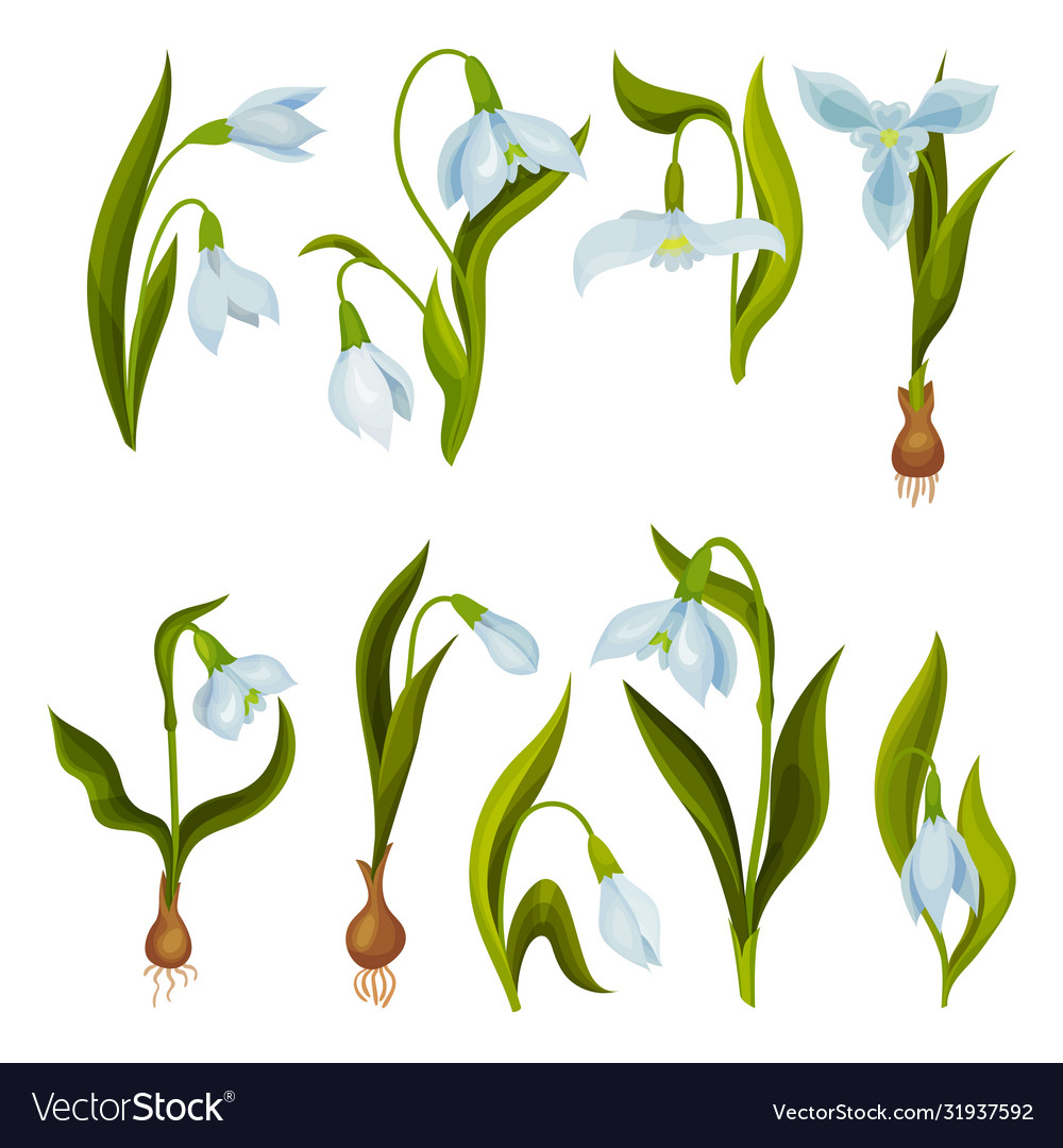 Galanthus or snowdrop with linear leaves Vector Image