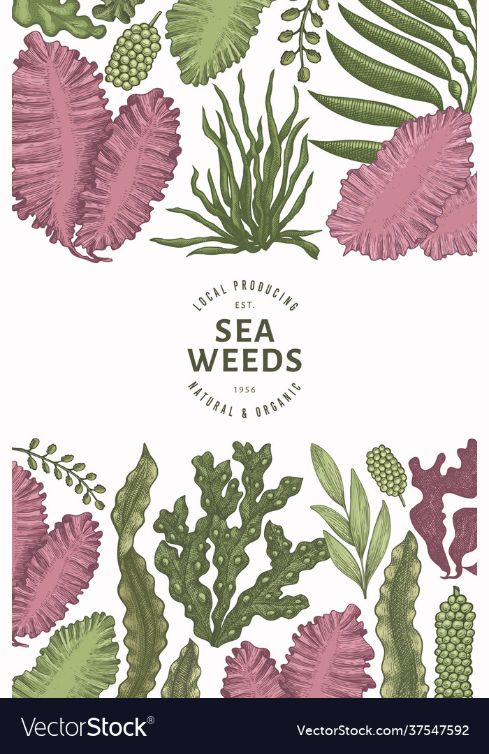 Seaweed design template hand drawn seaweeds Vector Image