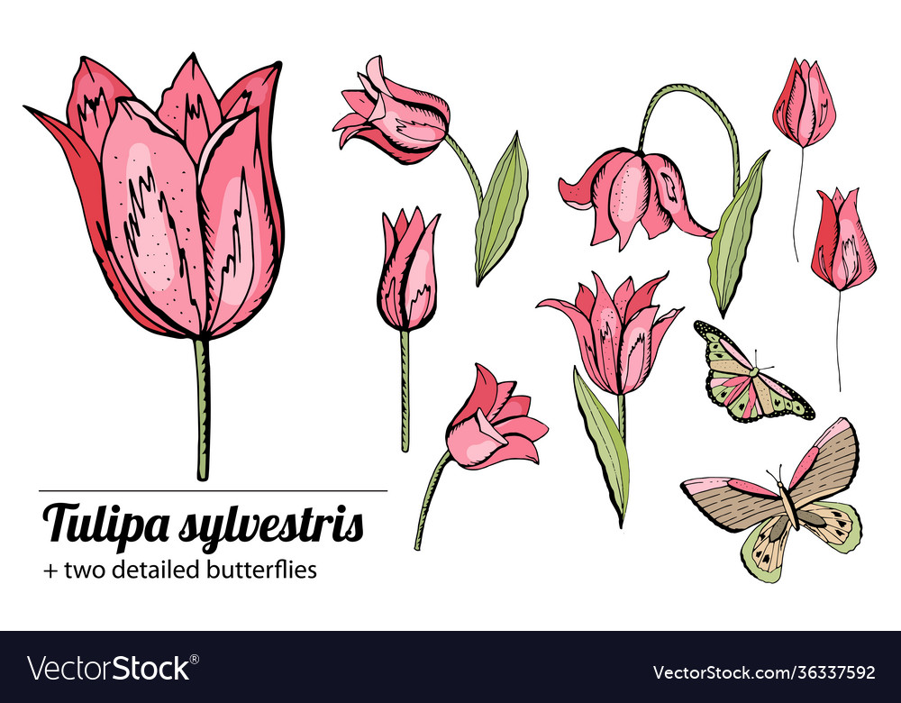 Set with pink tulips objects isolated on white vector image Set with pink tulips objects isolated on white