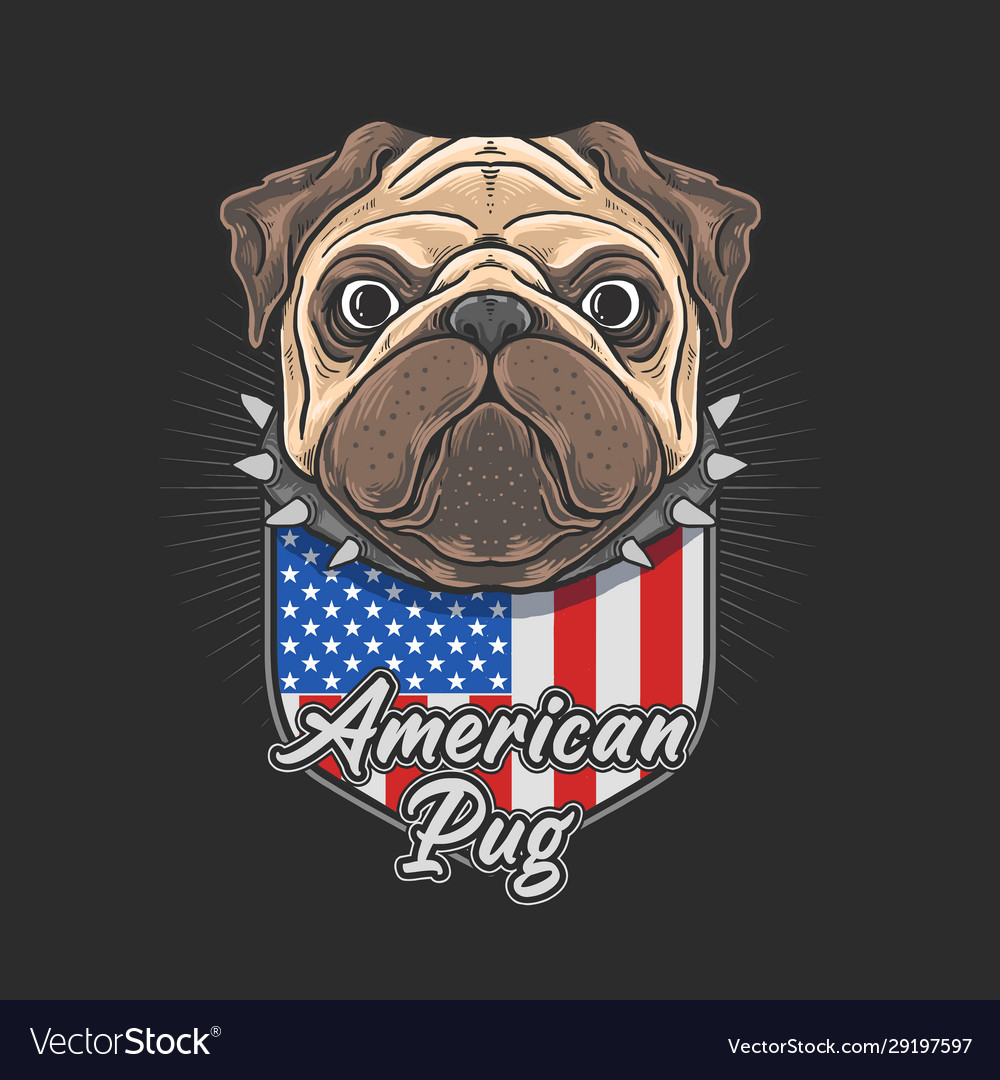 American pug best sale