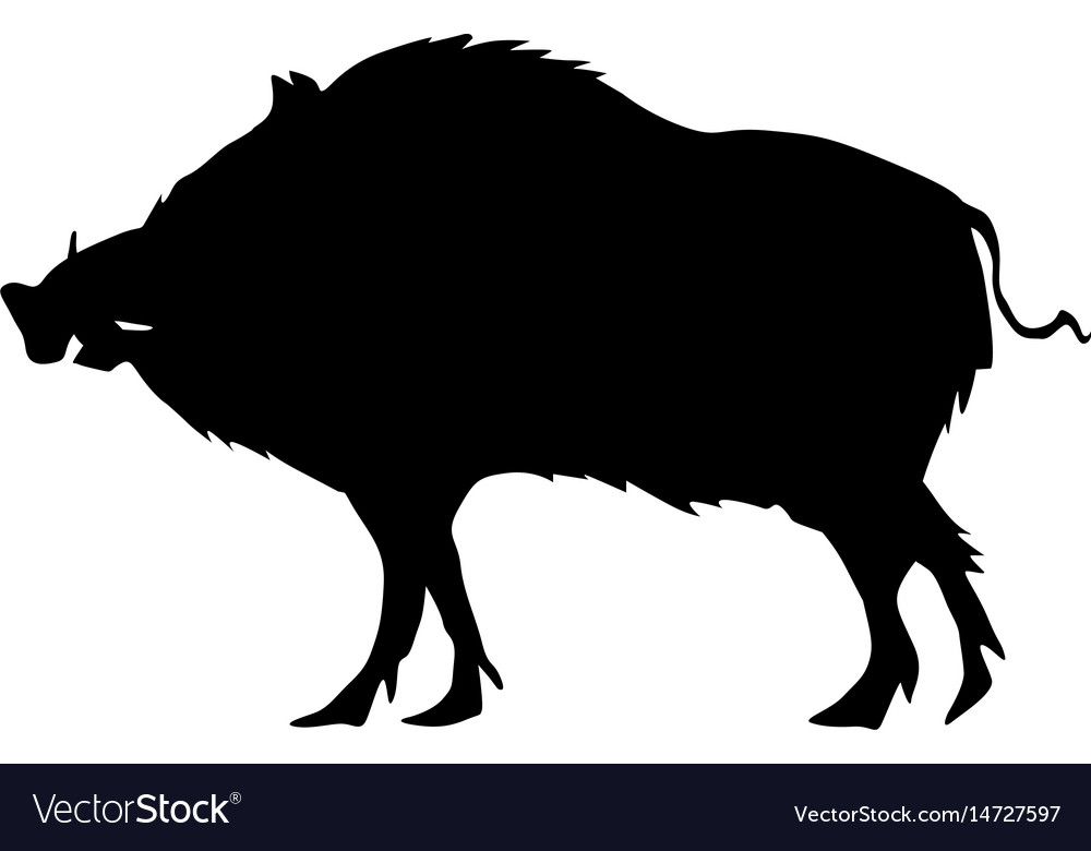 Wild boar