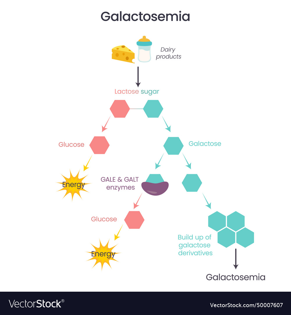 Galactosemia diagram