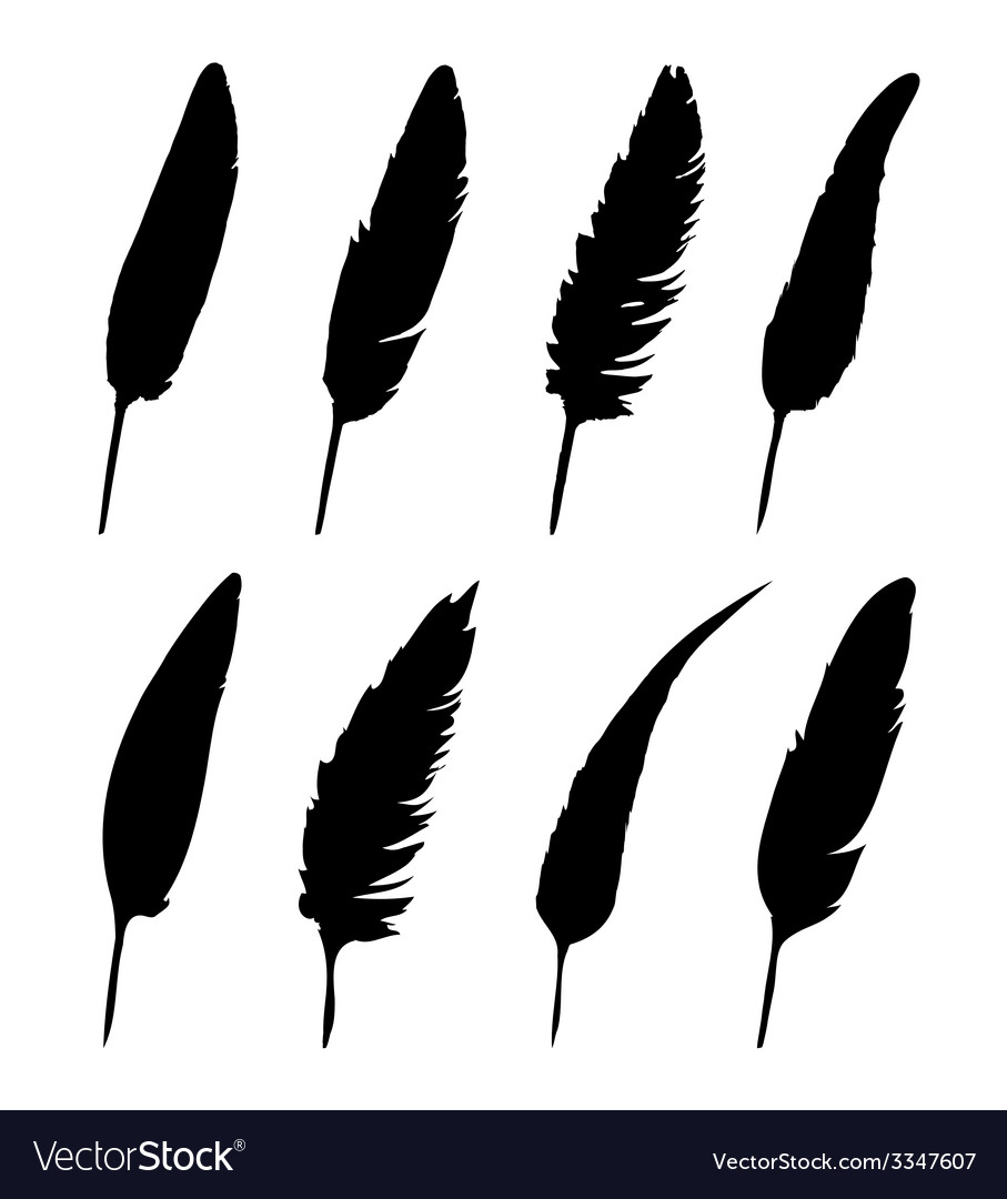 Group of feather Royalty Free Vector Image - VectorStock