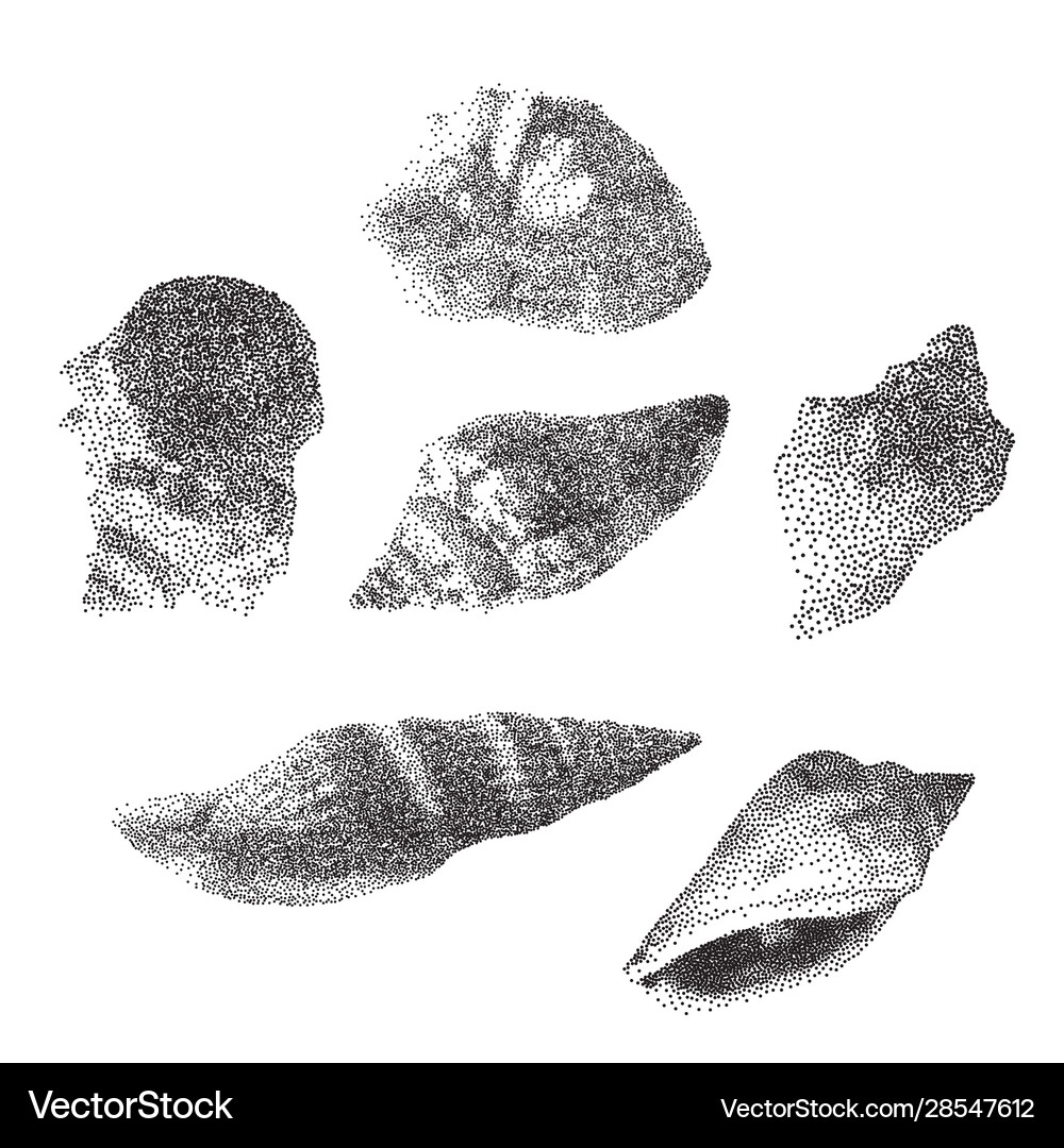 Set seashells on white background Royalty Free Vector Image