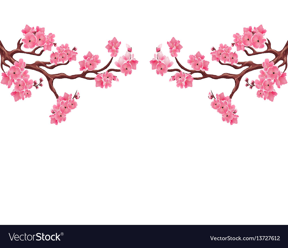 two symmetrical branches with pink cherry blossoms