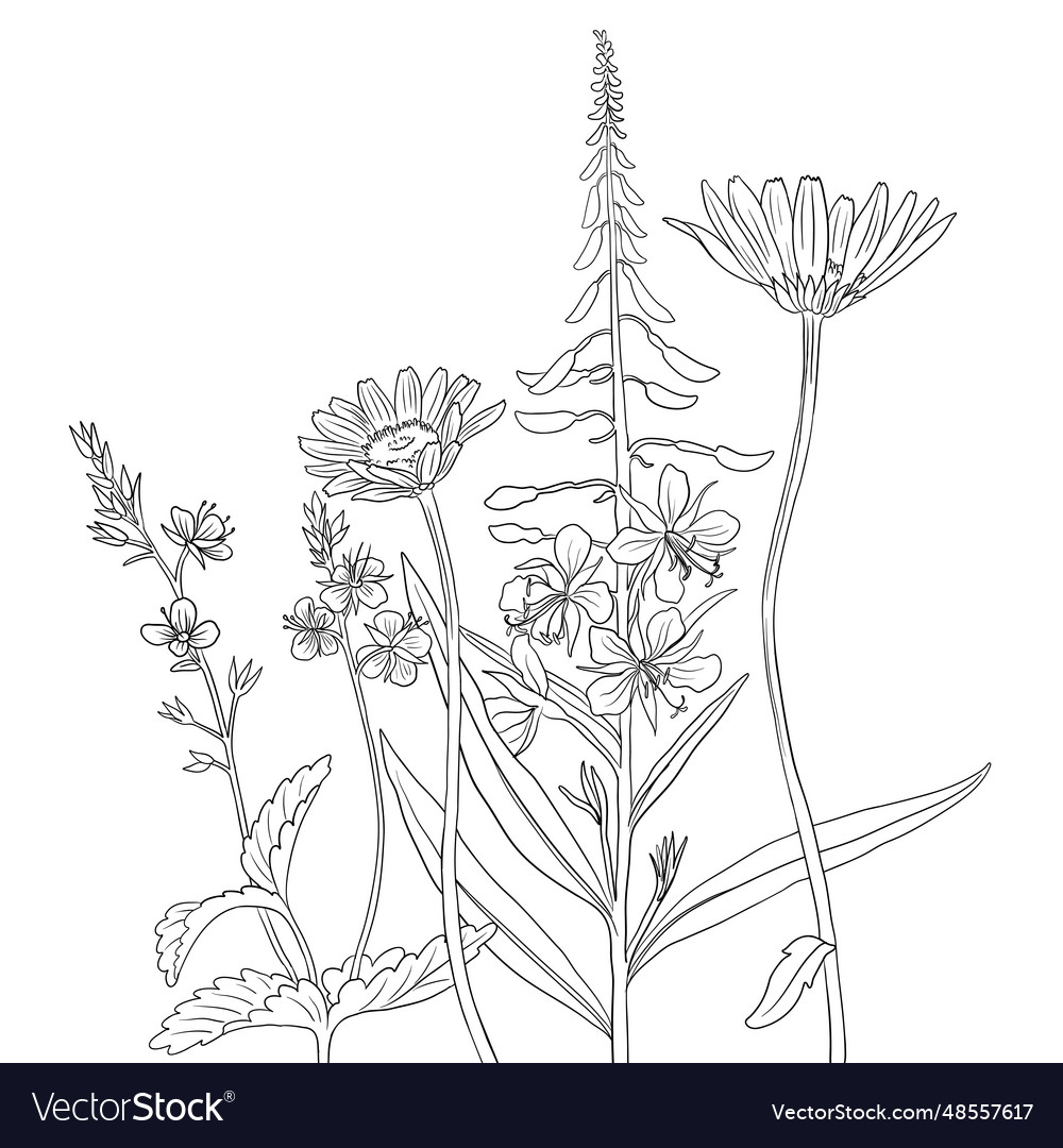 Drawing wild flowers Royalty Free Vector Image