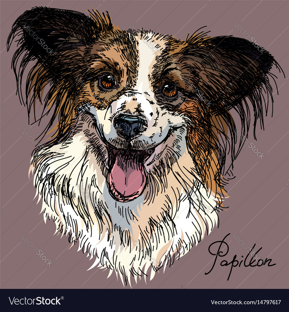 Papillon in color Royalty Free Vector Image - VectorStock