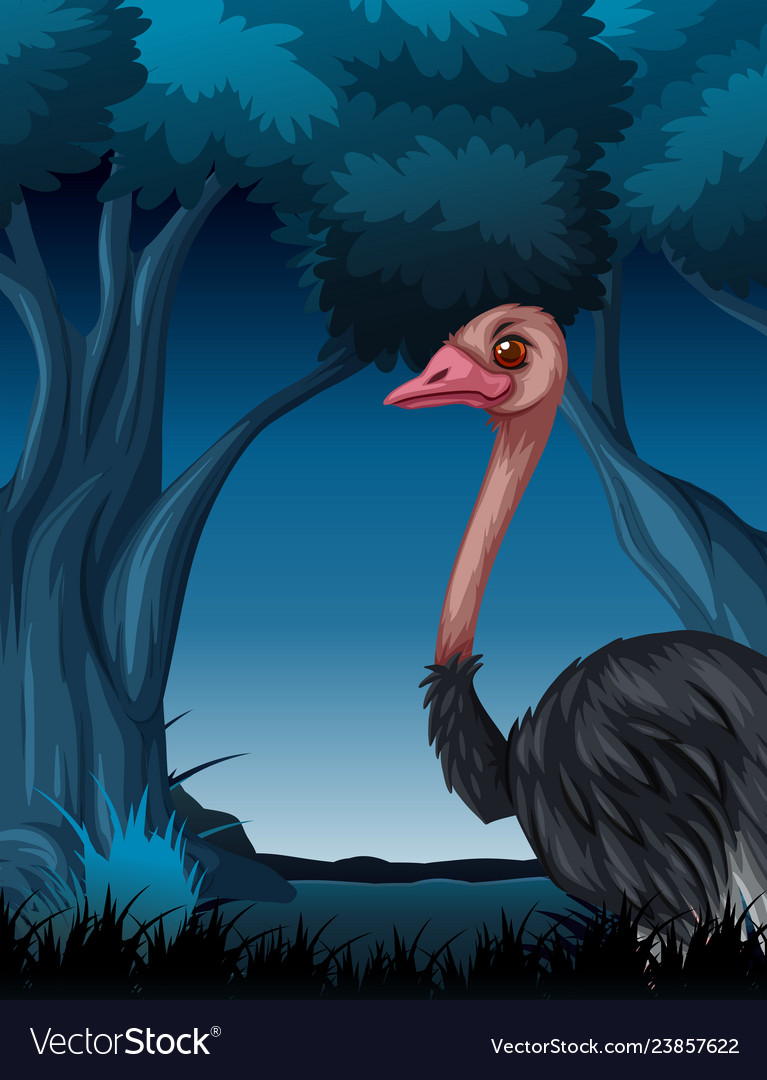 An ostrich in dark forest