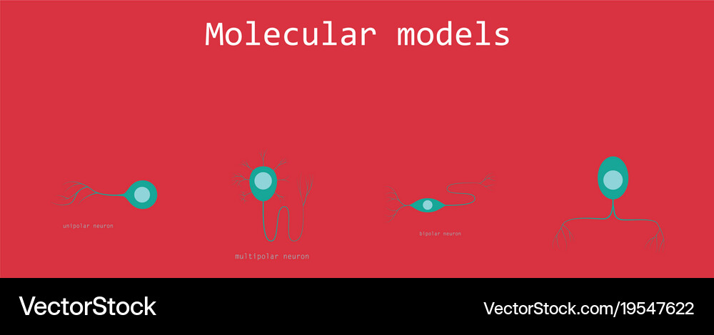 Set structure a motor neuron Royalty Free Vector Image