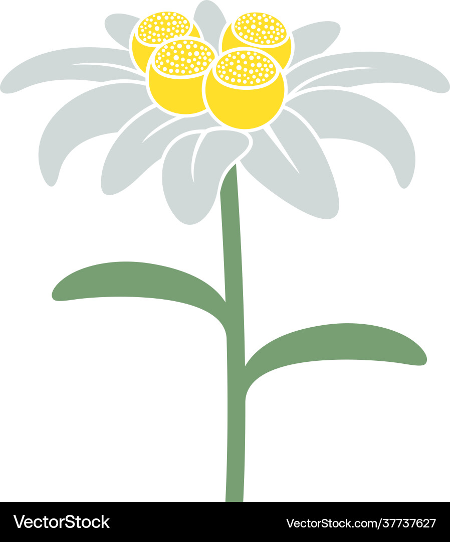 Edelweiss Royalty Free Vector Image Vectorstock