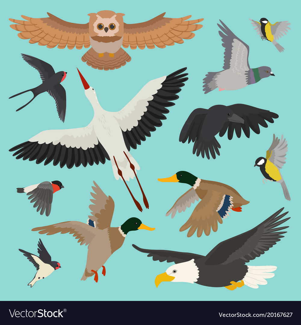 Flying Birds Cartoon Set