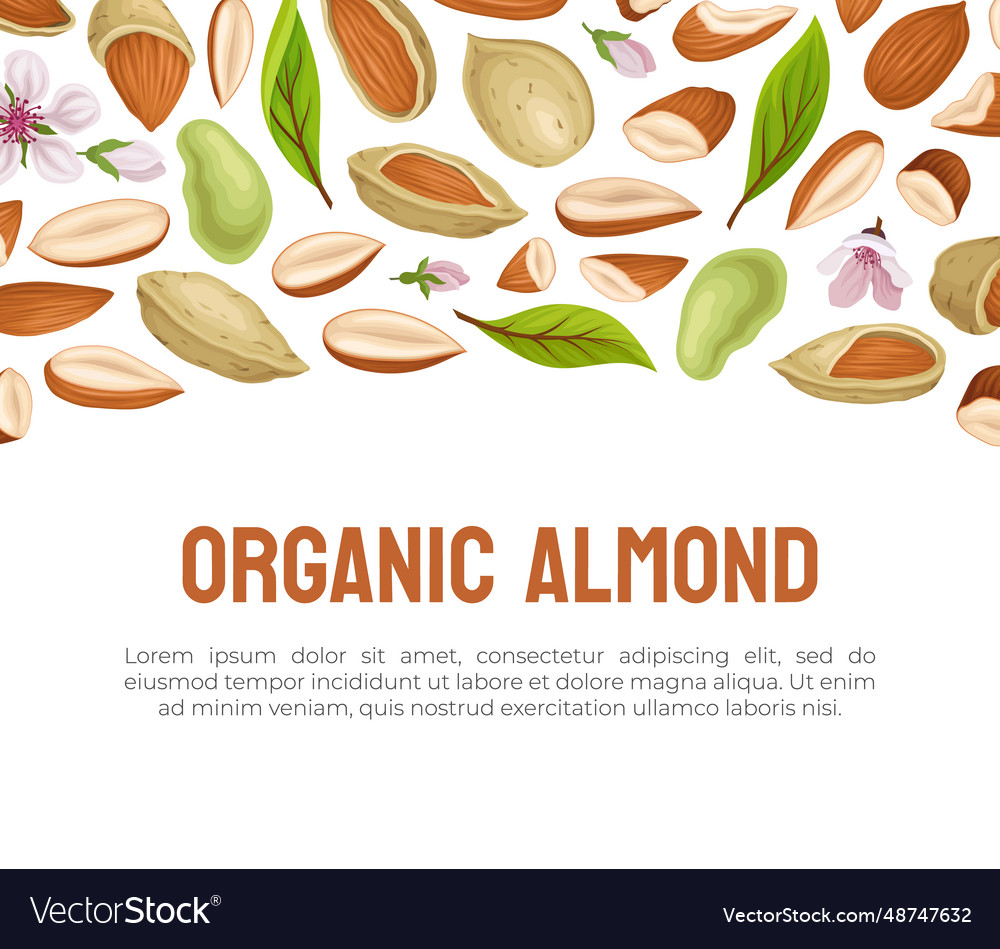 Almond nut banner design with kernel in shell vector image Almond nut banner design with kernel in shell