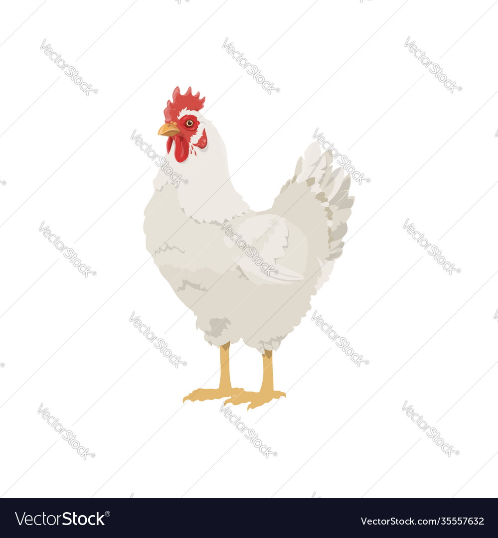 Chicken bird icon farm agriculture hen poultry Vector Image Chicken bird icon farm agriculture hen poultry Vector Image