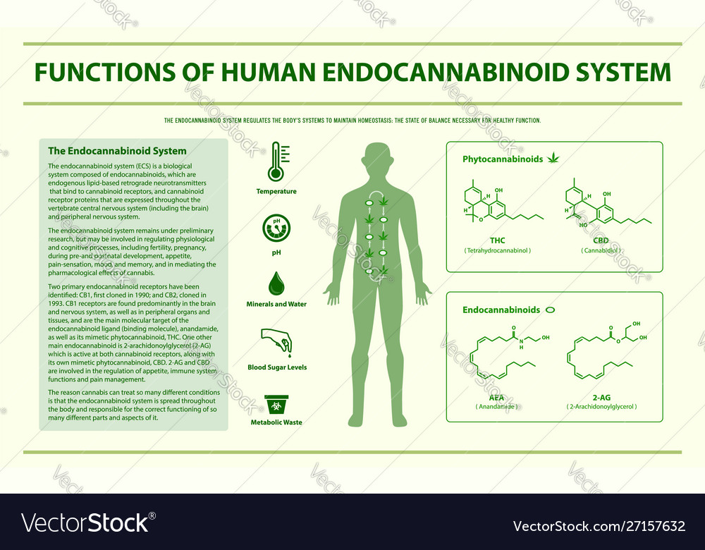 Functions human endocannabinoid system Royalty Free Vector