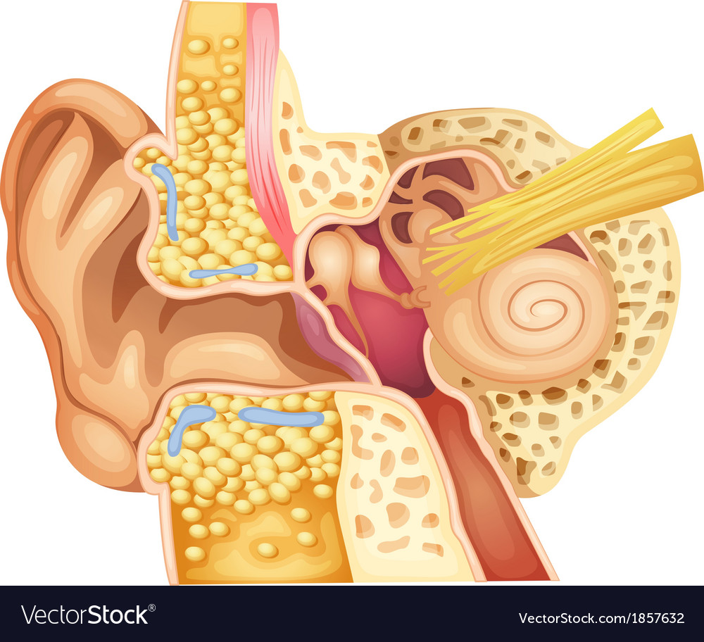 Inner ear Royalty Free Vector Image - VectorStock