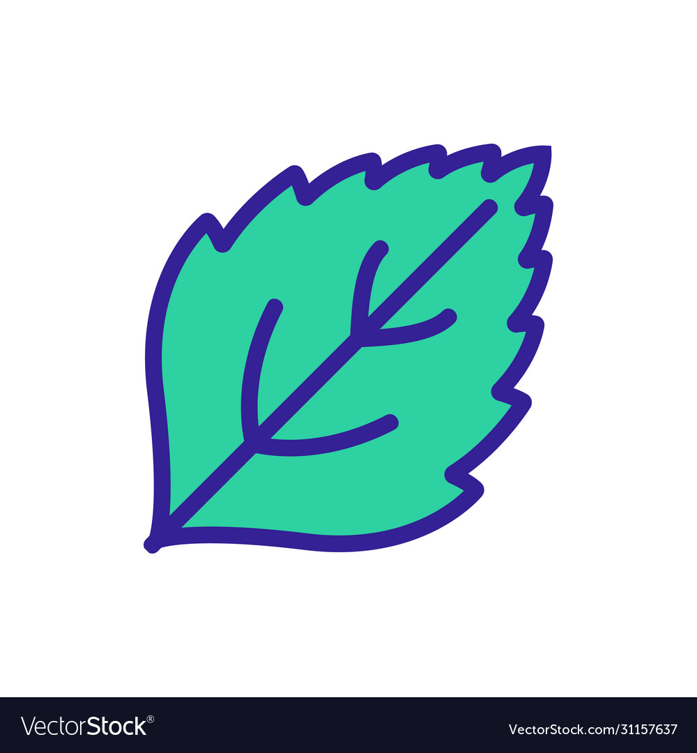 Mint leaf close-up view icon outline