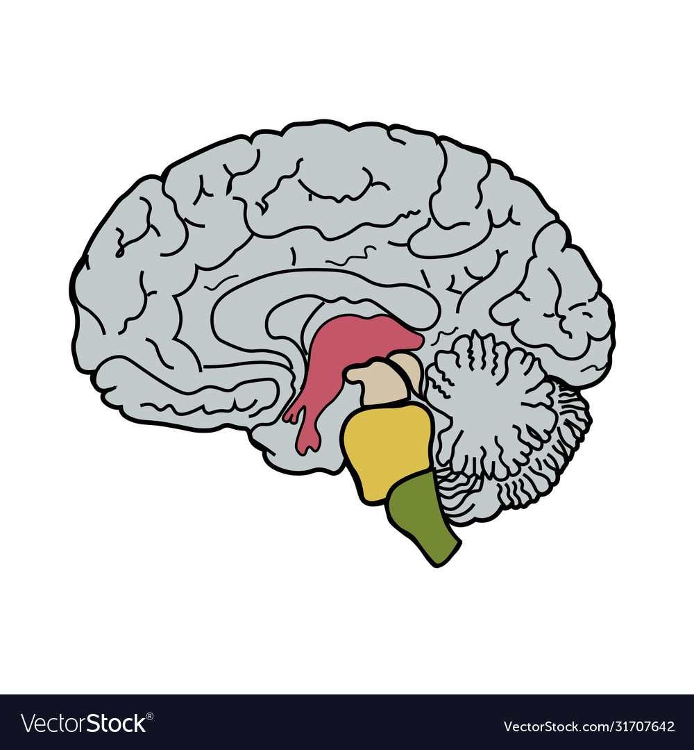 Brain realistic side views Royalty Free Vector Image