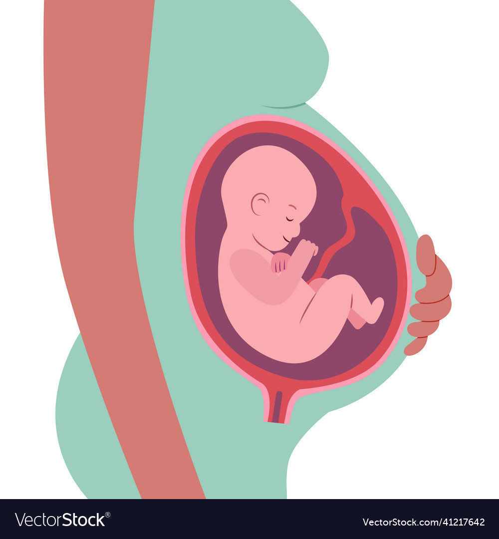 Hand drawn fetus Royalty Free Vector Image - VectorStock