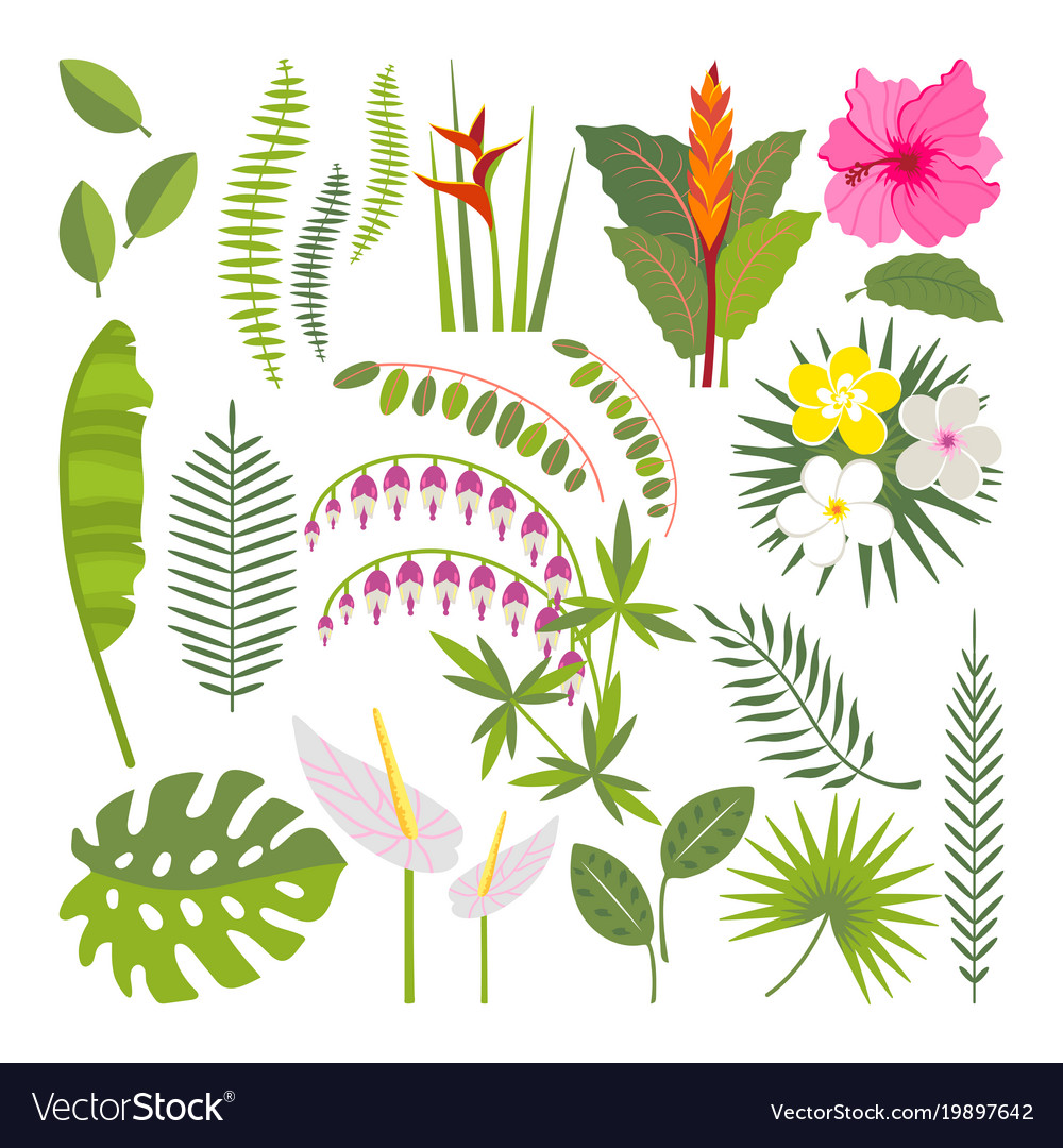 Set of tropical flowers and leaves Royalty Free Vector Image