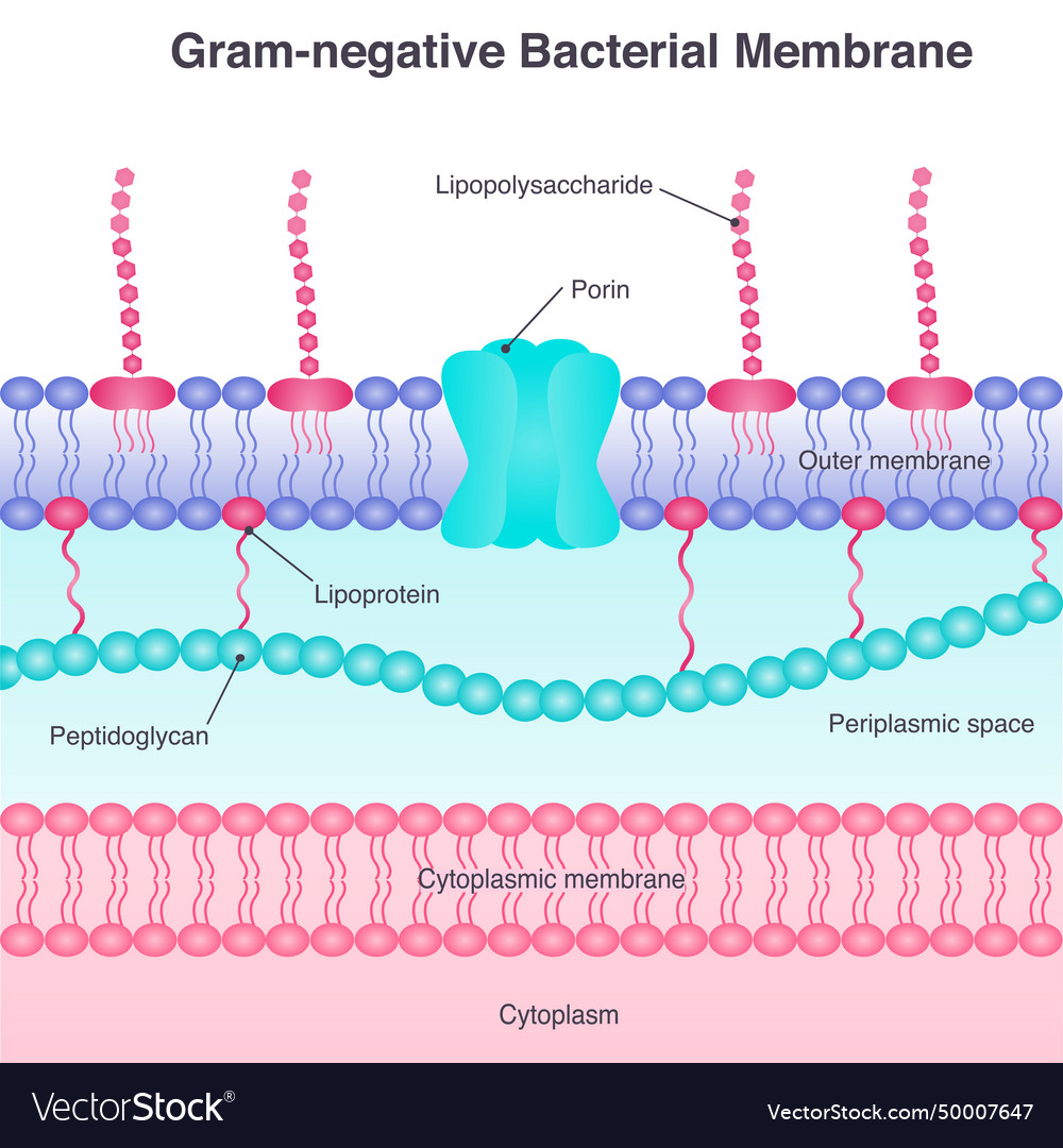 Gram-negative membrane Royalty Free Vector Image