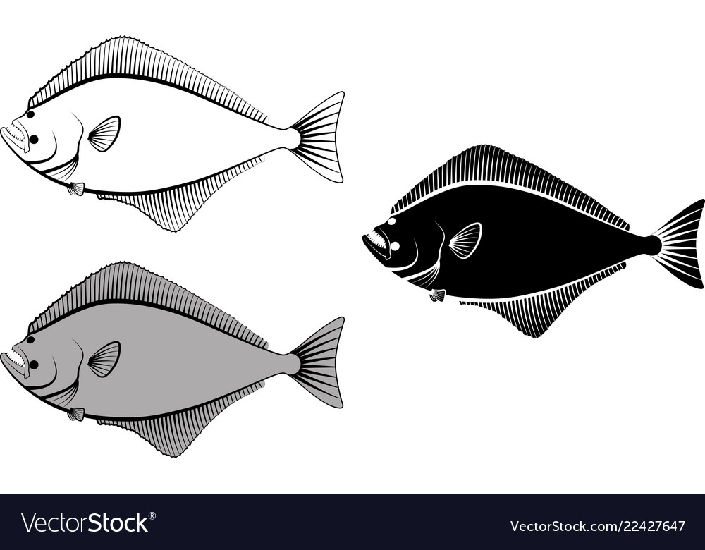 Halibut Royalty Free Vector Image VectorStock