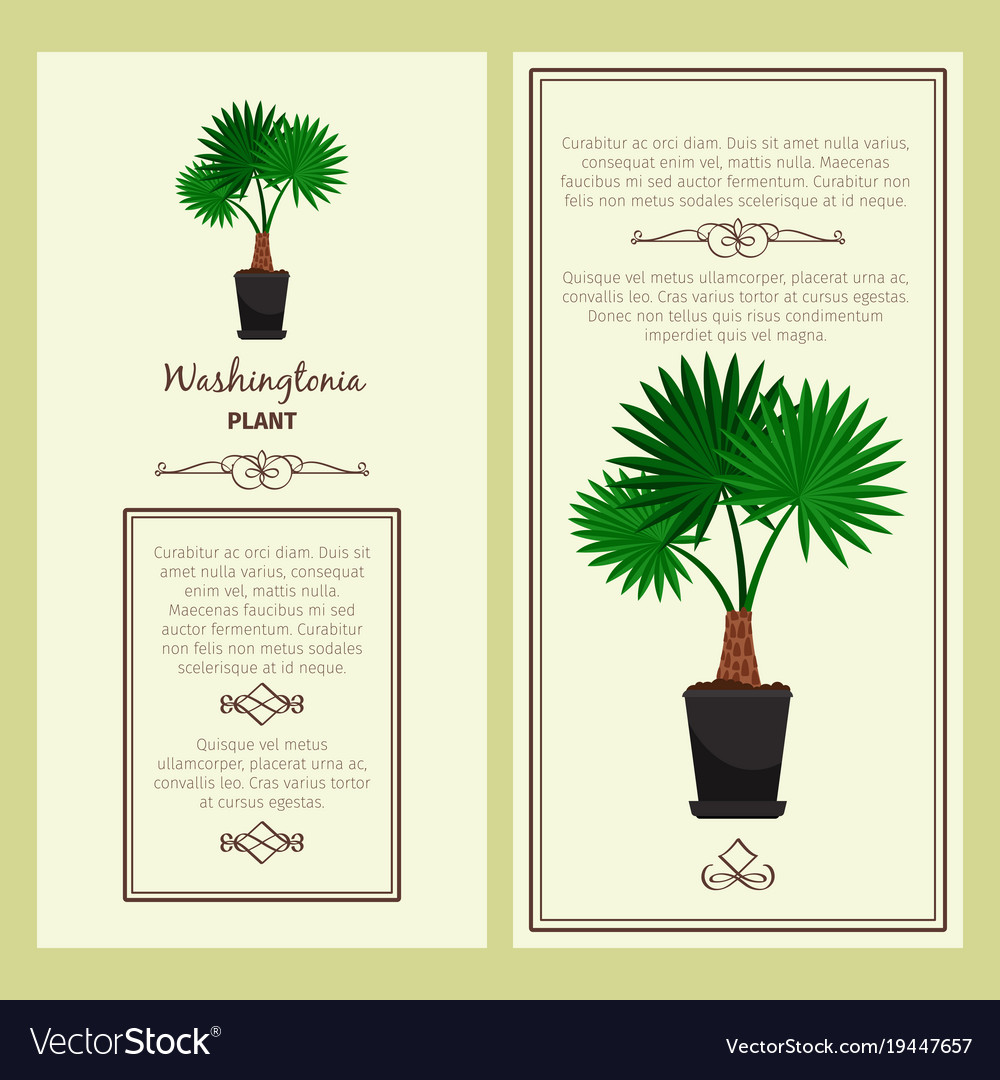 Greeting card with washingtonia plant